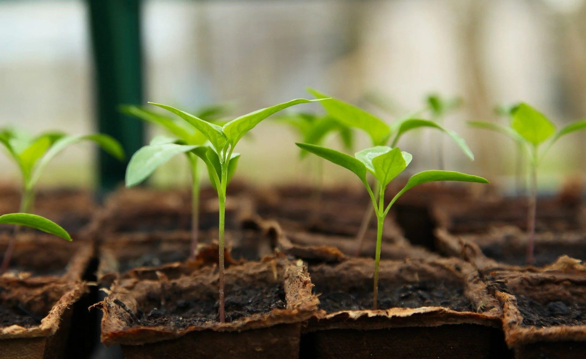 Young seedlings growing in biodegradable pots inside a greenhouse.