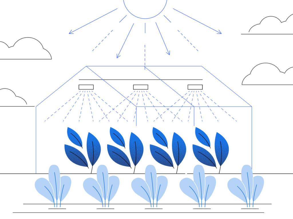 Image showing sunlight optimization in a greenhouse, featuring minimal shading, clear panels, and healthy plant growth.
