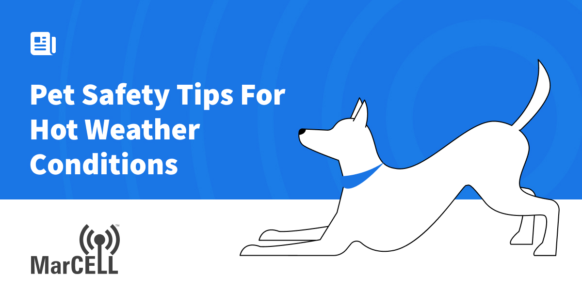 🐾Heat Pet Safety Tips: How to Protect Your Pets in Hot Weather | Meet ...