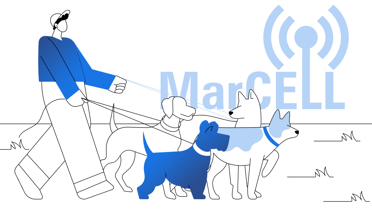 Cover image showing a dog outdoors in summer conditions, featuring hydration, shade, and safe walking surfaces.