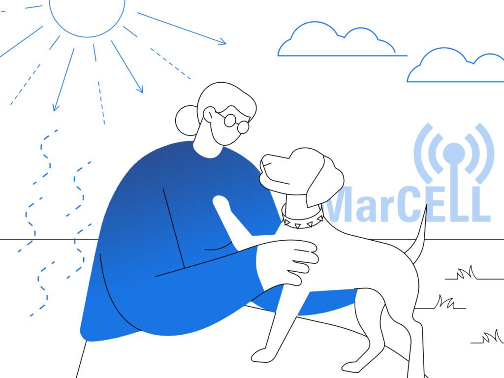 Image showing a dog walking outdoors in summer, with emphasis on avoiding hot pavement and ensuring shaded, safe surfaces.