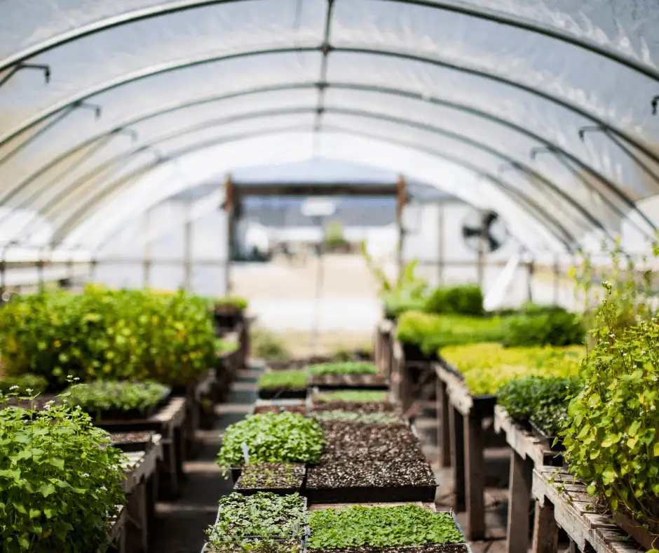 Rows of seedlings and plants growing inside a transparent greenhouse tunnel.