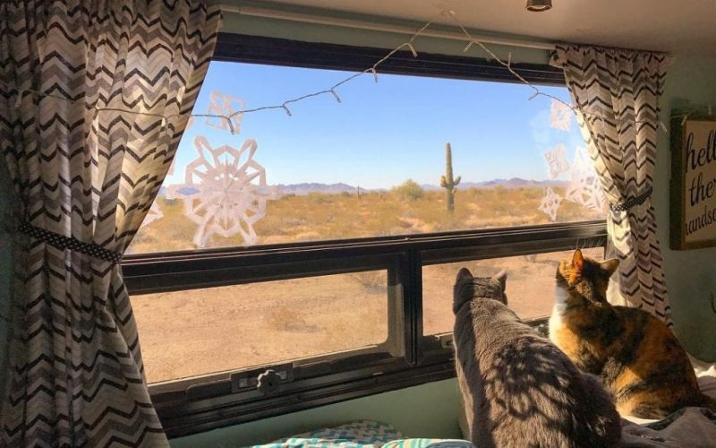 Two cats looking out the window of an RV parked in the desert, symbolizing pet comfort and RV temperature monitoring.